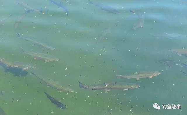 「风光580」水清鱼难钓——黑坑池钓水清你该这样做