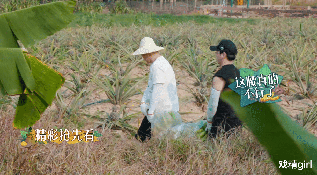 「周迅」《向往4》农活不好干：周迅戴墨镜搬香蕉，黄晓明搭灶劈柴最轻松