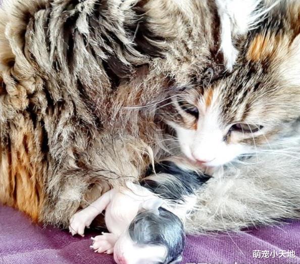 浪猫妈敲门狂喵，3分钟后沙发上产子，得知猫咪突送大礼的她泪目