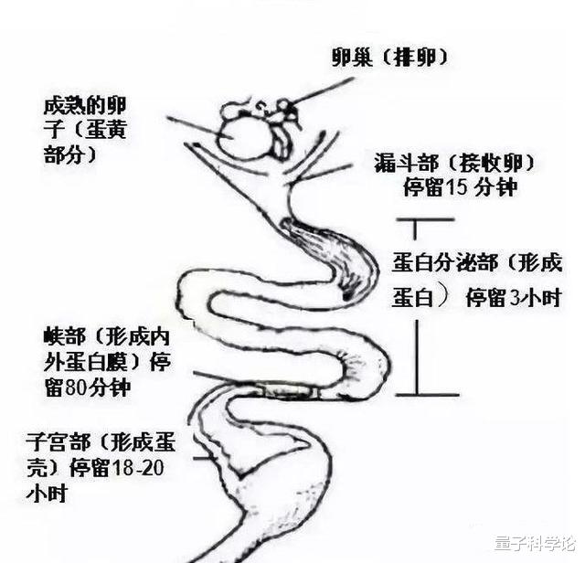 【鸡蛋】母鸡为什么和公鸡不交配就能产蛋？那公鸡存在的作用是什么？
