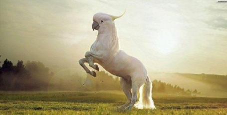 鳄鱼@把不同的物种进行杂交，会变成什么样？哈哈哈哈，这也太奇怪了吧！