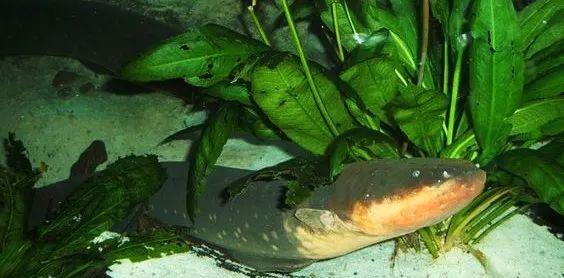 电鳗|亚马逊河横着走的顶级杀手，食人鱼躲着走，鳄鱼只能选择同归于尽