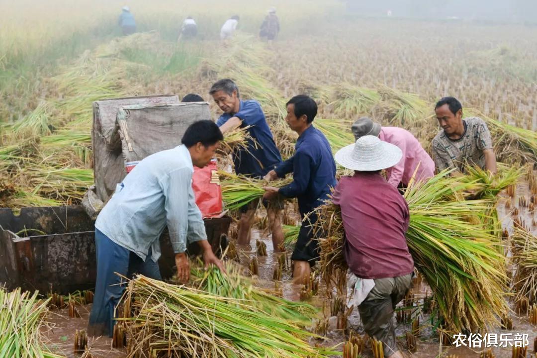 农俗俱乐部|7月16号入伏，40天的伏天，老农常说“入伏有6怕”是哪6怕呢？