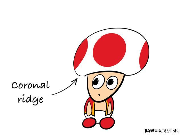 撞脸|人类丁丁为啥长了一脸「蘑菇样」？无意撞脸还是进化优势？