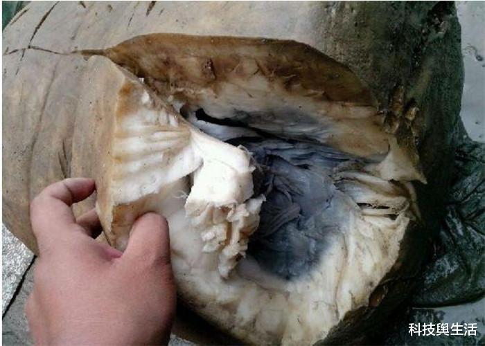 「水熊」违背生命规律的3大生物,抗寒冷耐高温,关键能实现永生!