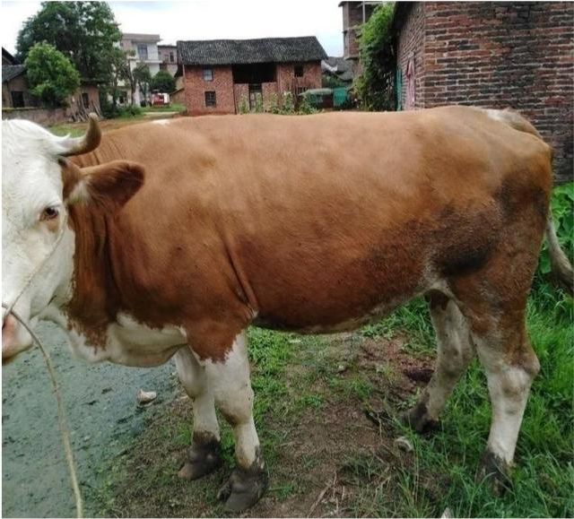 果然悠|打算养牛，养多少牛会比打工强，需要投入多少钱