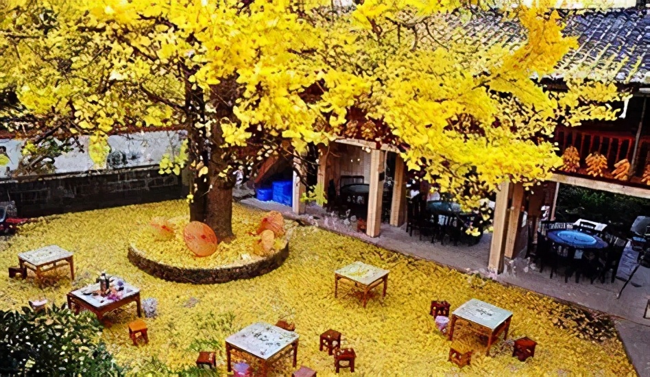 银杏树|全国银杏观赏地图，挑上一个地方去观赏银杏，也不枉过这个秋天