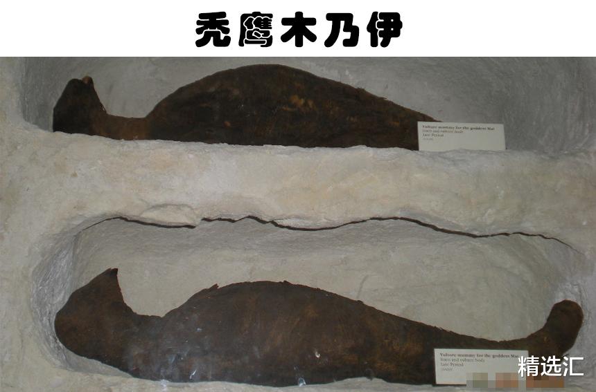 木乃伊|被人类发现的10个最为奇怪的动物木乃伊