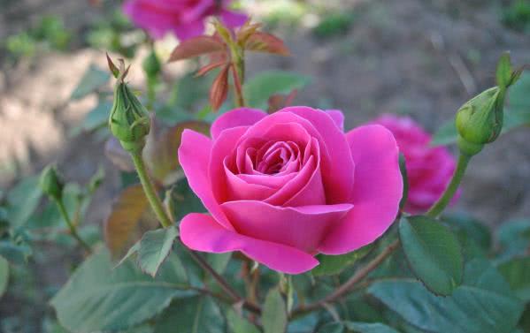 生肖@6月开始吉星高照，福气加身，财源滚滚，富贵满盈的生肖