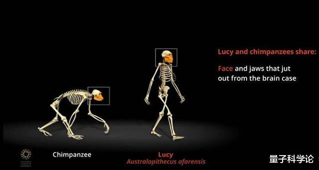 撞脸|人类丁丁为啥长了一脸「蘑菇样」？无意撞脸还是进化优势？