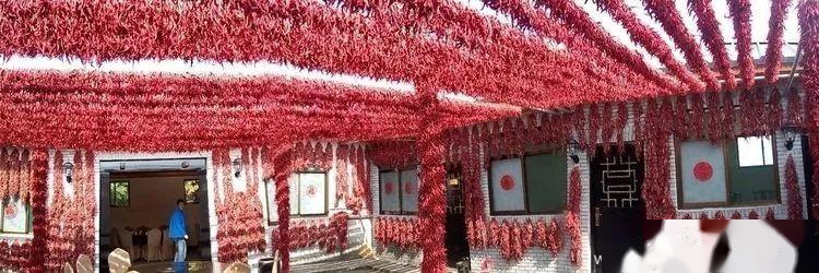 实拍：兴平渭水边，挂满红辣椒的庭院...