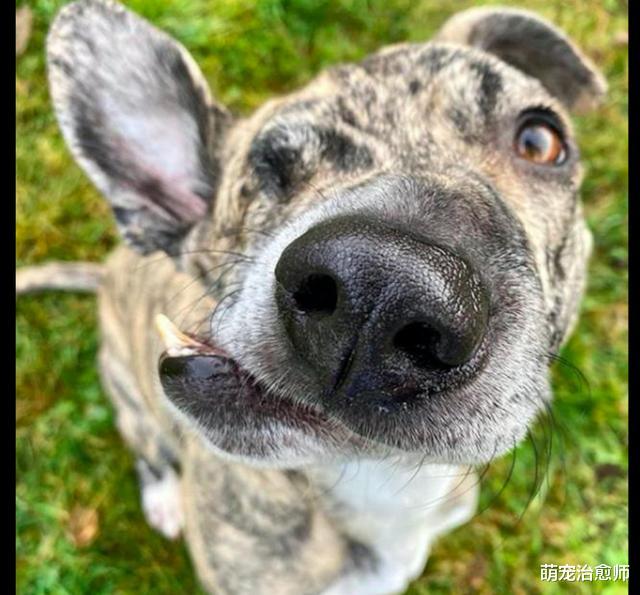 狗狗脸部被钝器打伤致畸形，一位兽医的好心救助，让它获得重生！