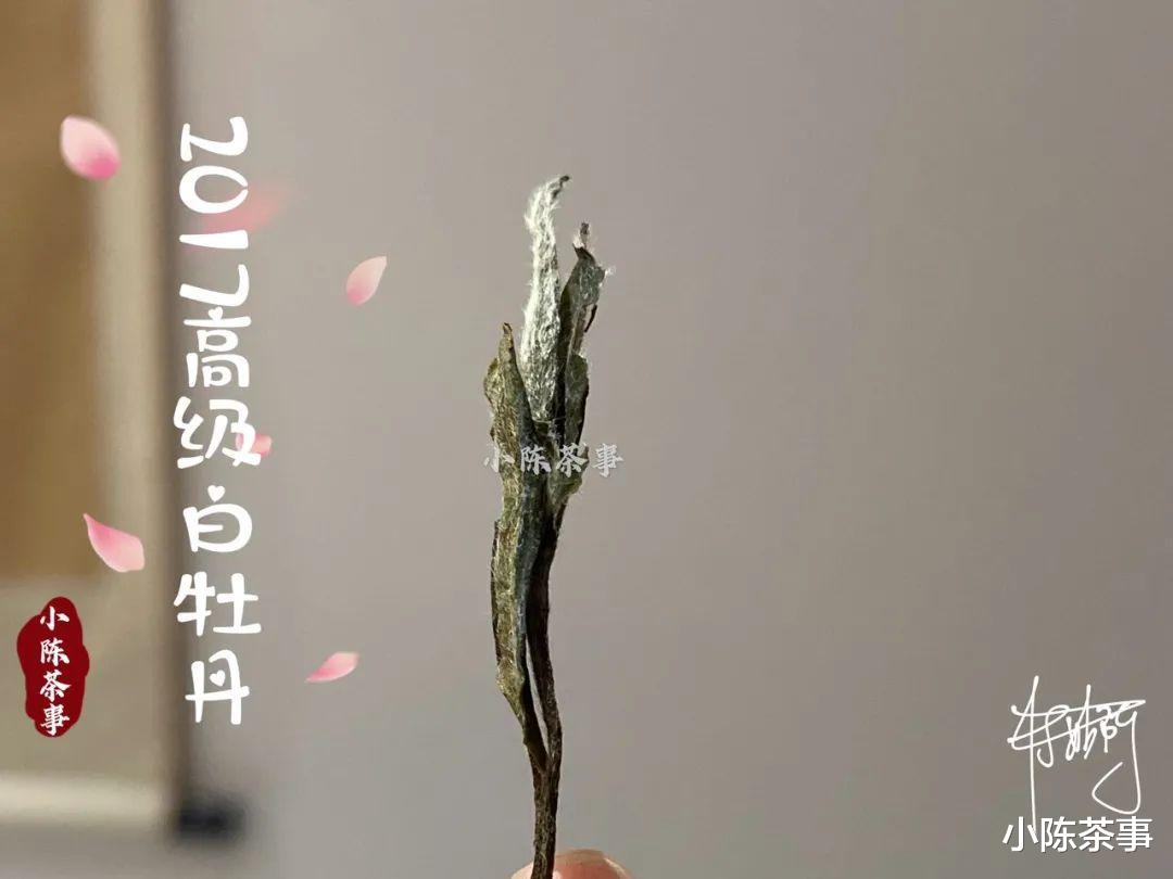 小陈茶事 资金充裕型、精打细算型、量体裁衣型,预算不同该如何挑选白茶?