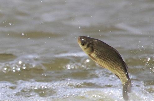 ■夏天鱼塘水太肥，如何让鱼开口吃东西？如何钓鱼？如何投喂饲料？