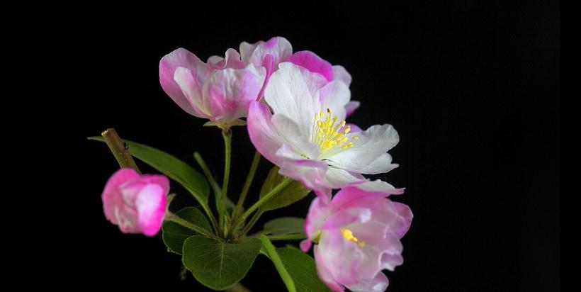 生肖|8份开始事业飞黄腾达，好运加身，红红火火日子越来越好的生肖