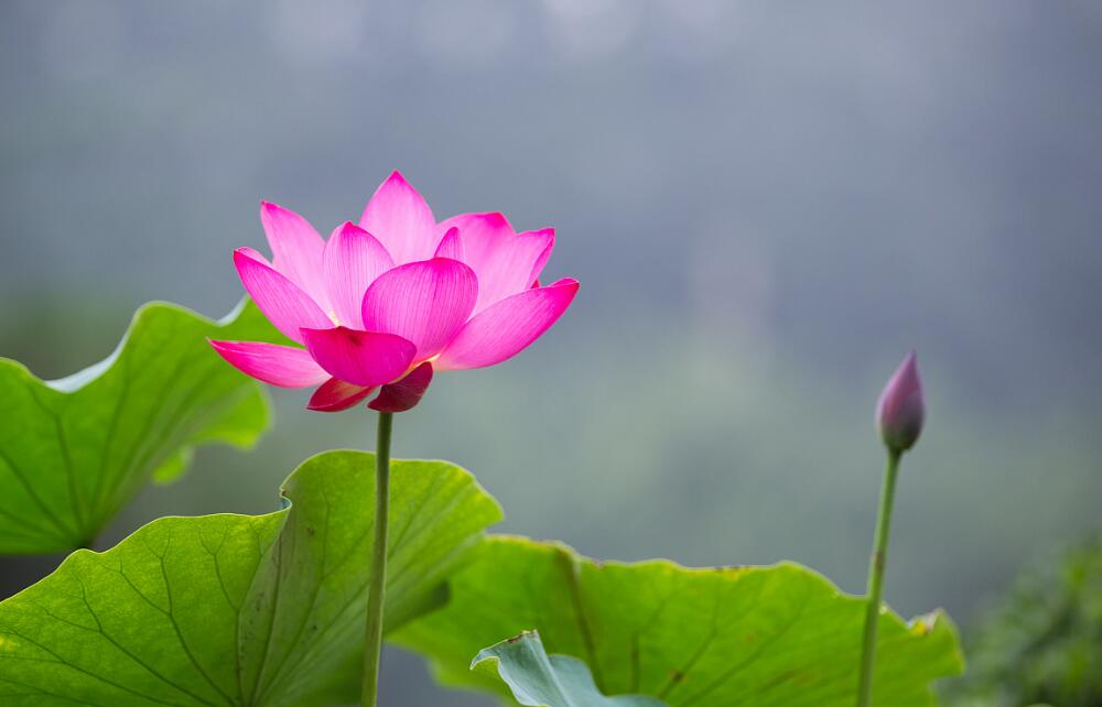 【运势】6月尾,有贵人来扶持,运势喜人,穷日子熬到头的属相