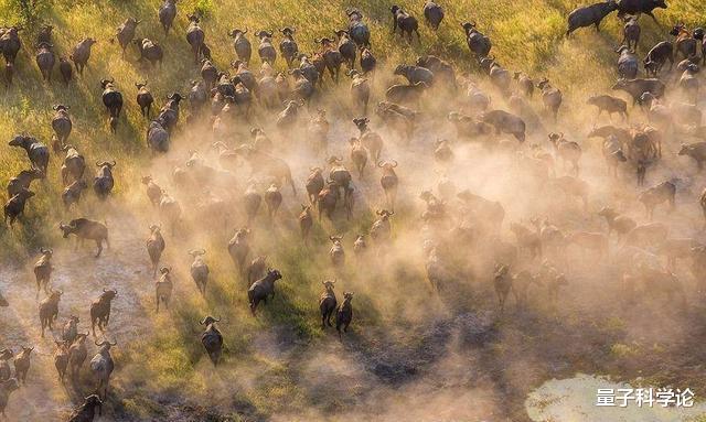 后代■雌螳螂吃夫时，雄螳螂为什么不逃跑？而最后得益的还是雄螳螂