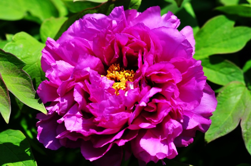 『摩羯座』7月上旬，里桃花运爆棚，月老前来送姻缘，一生一世的四大生肖