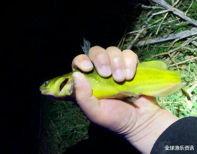 【】如何轻松钓起黄颡鱼？民间的几种方法，钓起的黄颡鱼个头肥硕惊人