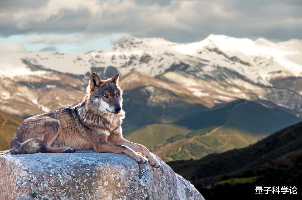 科学家|切尔诺贝利“变异生物”向外迁移，会对地球生态造成怎样的影响？