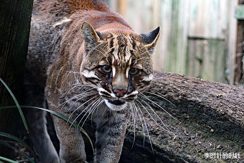 老虎|古语云“虎生三子，必有一彪”，似虎非虎的彪，很可能是这种动物