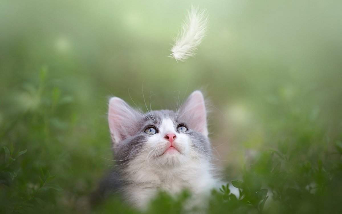 猫咪是否能吃人吃的维生素吗？