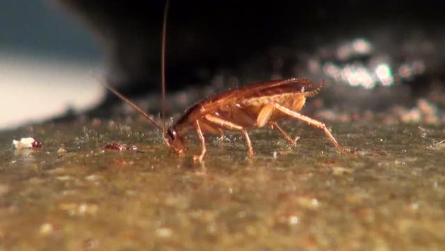 「」为什么说蟑螂是进化最成功的生物?它的超强生存能力令人羡慕!