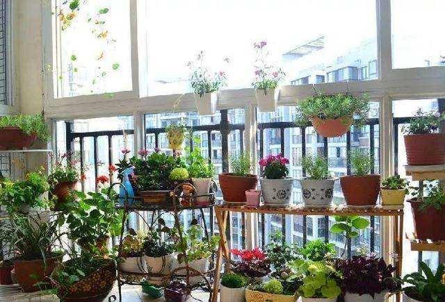 ：等老了，就设计这样的小院来养老，有花有树有阳光，太棒了