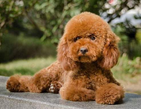 泰迪犬|照着这六个步骤走,自己也能帮“泰迪”美容,不花冤枉钱