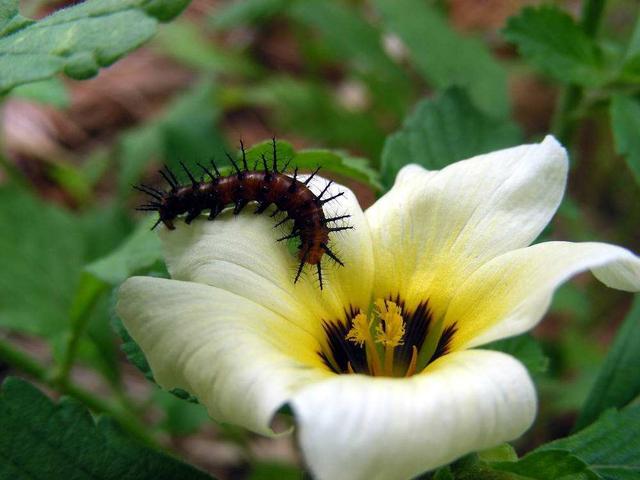 啤酒|植株也是老酒鬼,带点度数兑水养花,灭虫杀菌好处多