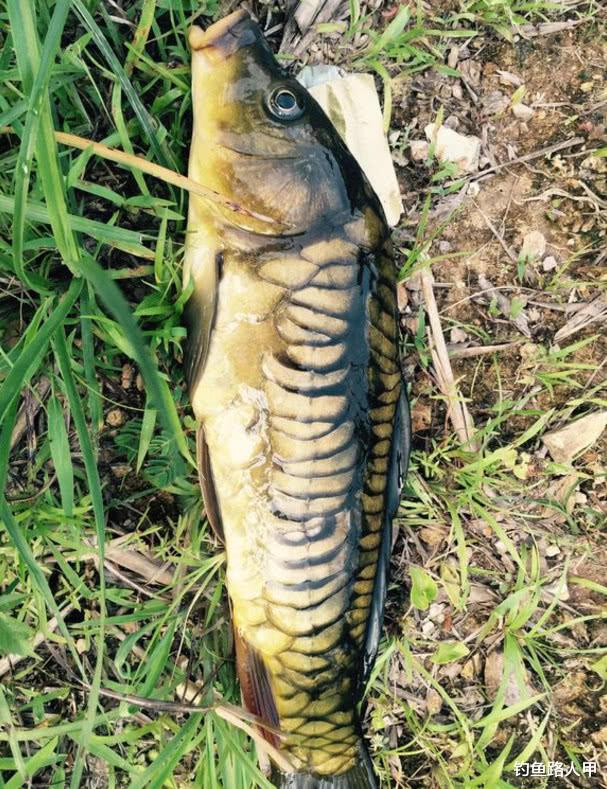 []初夏野钓，你选择打窝还是抽窝？选择不同渔获也会大不同