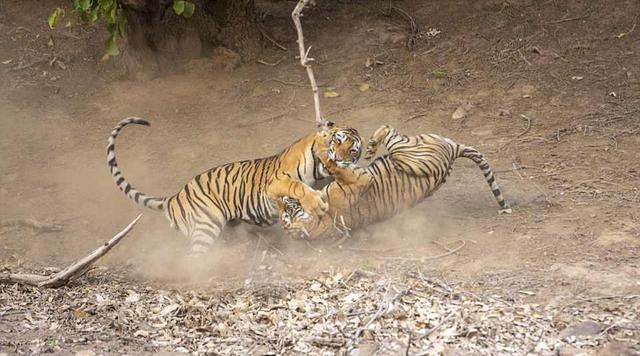 老虎■老虎求爱不成妄图武力威胁，被摄影师全程拍下，表情动作实在高能