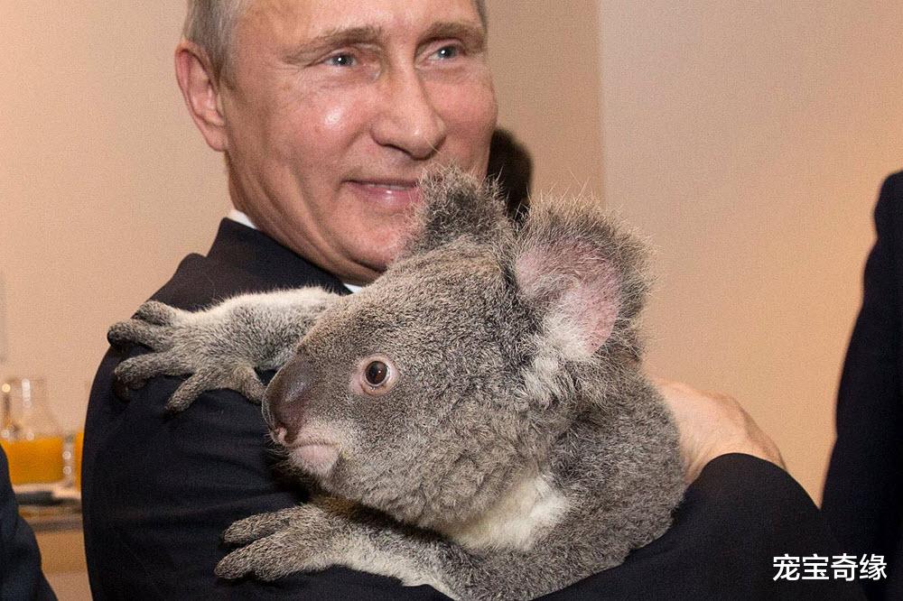 老虎|可爱的动物们也有一些不为人知的“黑”事实，你想不到哦（一）