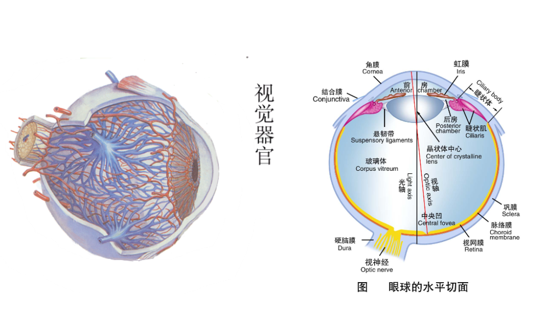 @眼速比光速快？人睁眼就能看到太阳，而太阳光抵达地球花8分钟