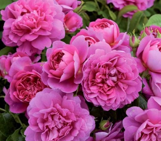 「属狗」婚后“起早贪黑”的三种生肖女，为家庭劳碌一生，孩子很有出息