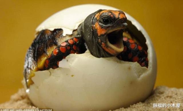 科学家|一个神奇的物种，既能生蛋又能生仔，科学家：人类正在见证进化