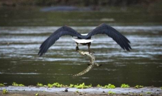 鳄鱼|国外惊现老鹰叼走鳄鱼,半空中又狠狠摔下,场面一度失控!