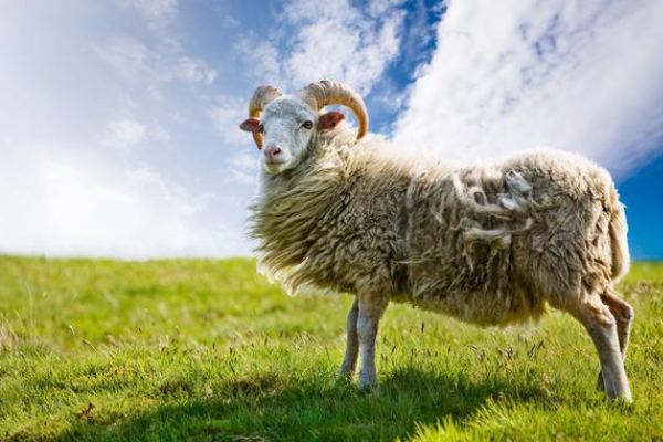 生肖|生肖羊：不瞒你说，就在10月10号会有“大喜事”上门，确定不接？