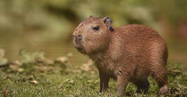 非洲:世界动物之最-高清版(2)