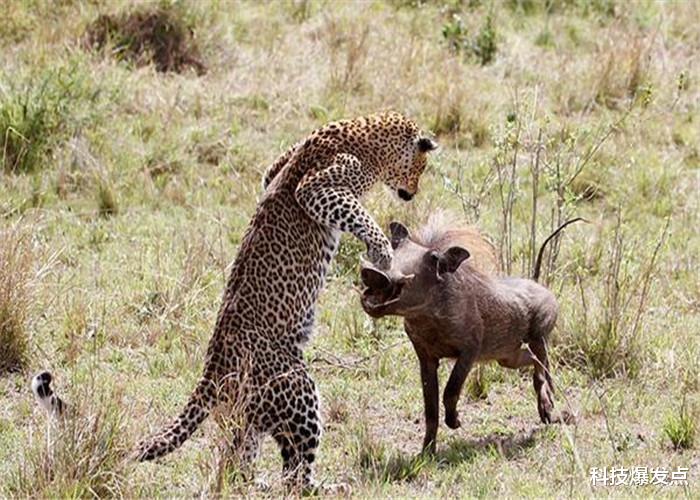 「黄石公园」食草动物看到食肉动物，为何不反抗而是逃跑？看看美国黄石公园！