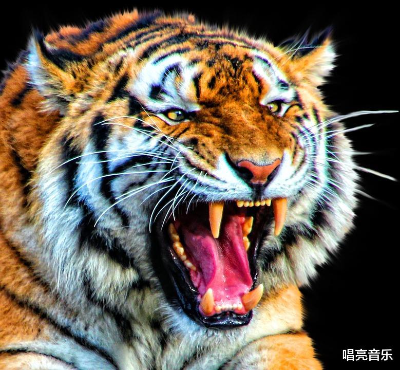 「」它是猫科中的武力担当, 拥有最强壮的身体和最致命的猎杀技巧