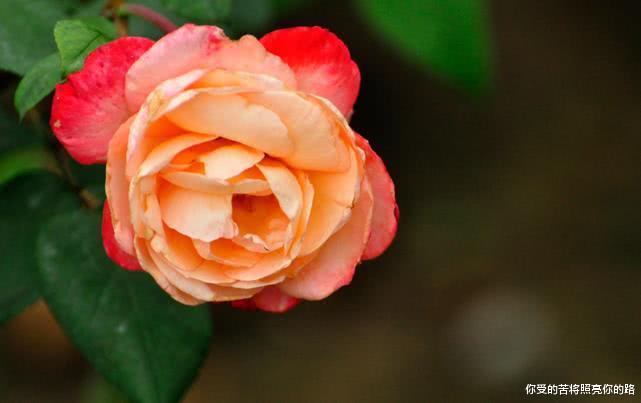 生肖▲6月开始得上天青睐，运高财旺，好运挡不住的生肖