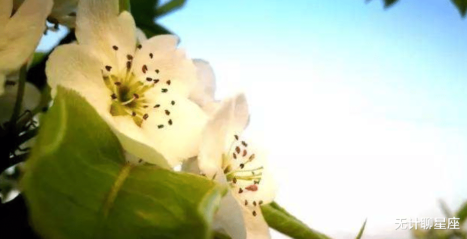 |事业心最强的这4个星座，可以放弃所有，决心很大，蓝图也很大