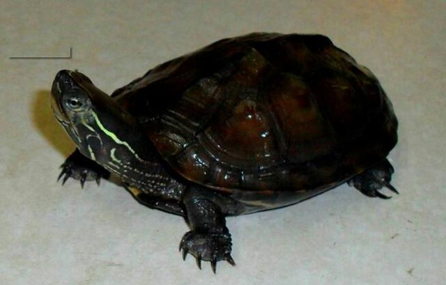 纳米|盘点中国五大名贵乌龟