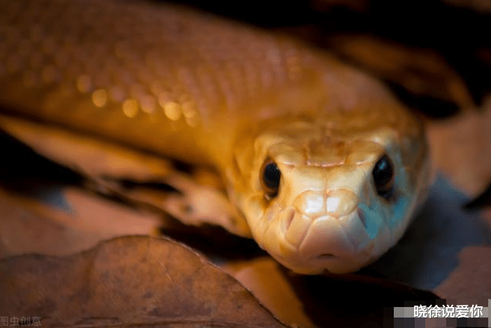 毒蛇|黑曼巴VS海岸太攀蛇，谁才是“世界上最危险的毒蛇”？