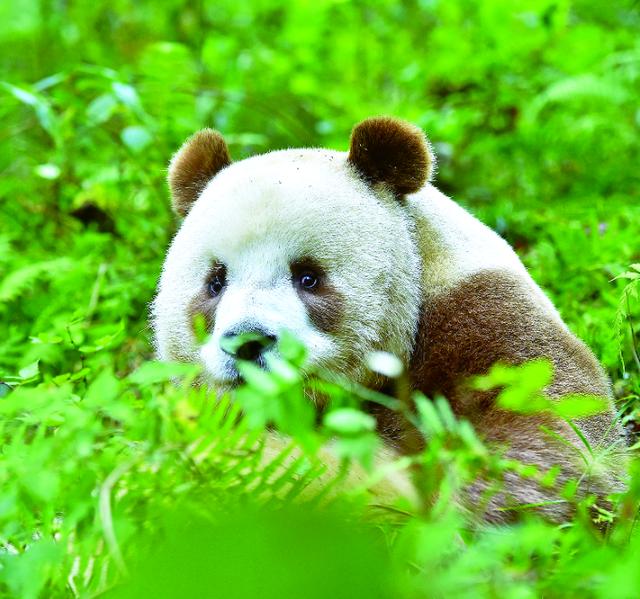 秦岭■“国家中央公园”大秦岭