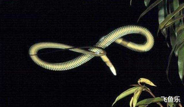 |\唯一会飞的蛇，可连续飞24米，它是第一个掌握空气动力学的生物\
