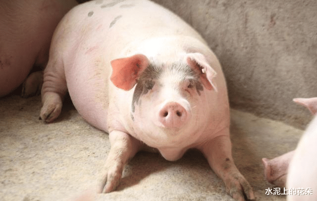 「猪肉」6月15日猪价：上涨拦不住！端午将至，猪肉何时才能降到15元？