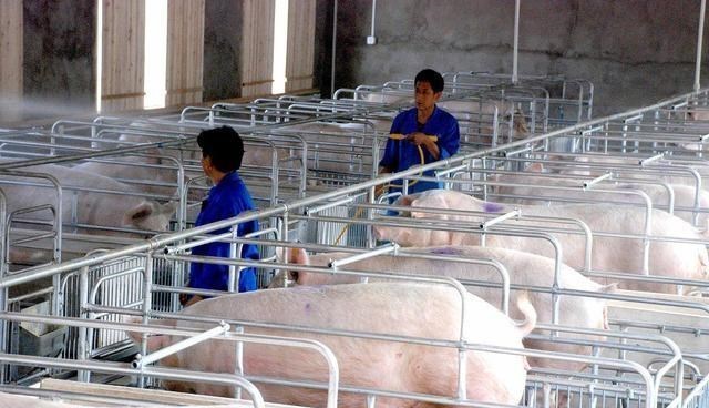 |生猪价格“7连跌”！别让这只蒙黑手，蒙蔽了你的双眼！