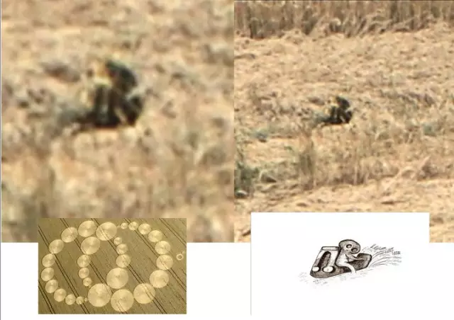 「麦田怪圈」仔细看看麦田怪圈里的植物，就知道人类不可能制造出这种东西！